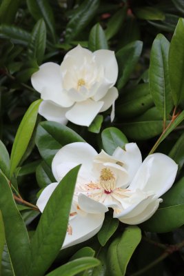 Magnolia grandiflora 'Edith Bouge' - šácholán - květy